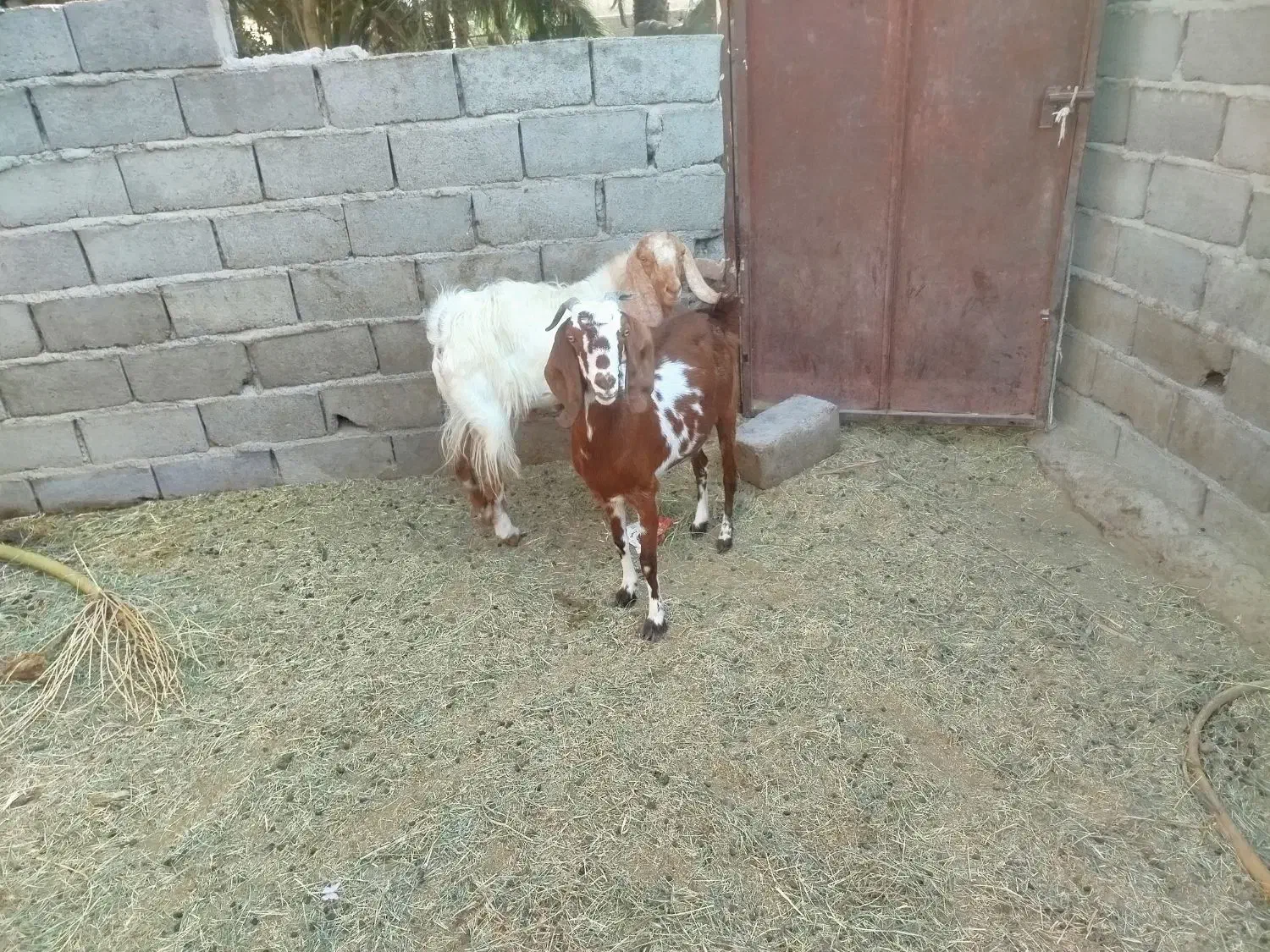 بز اوست|حیوانات مزرعه|فهرج, |دیوار