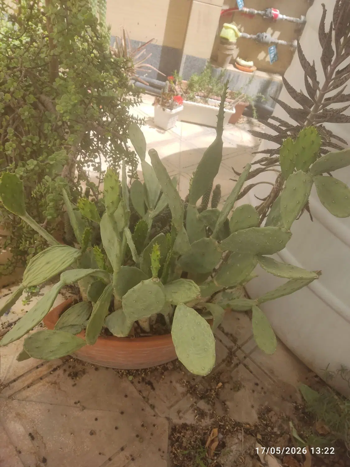 کاکتوس|گل و گیاه طبیعی|شیراز, انجیر|دیوار