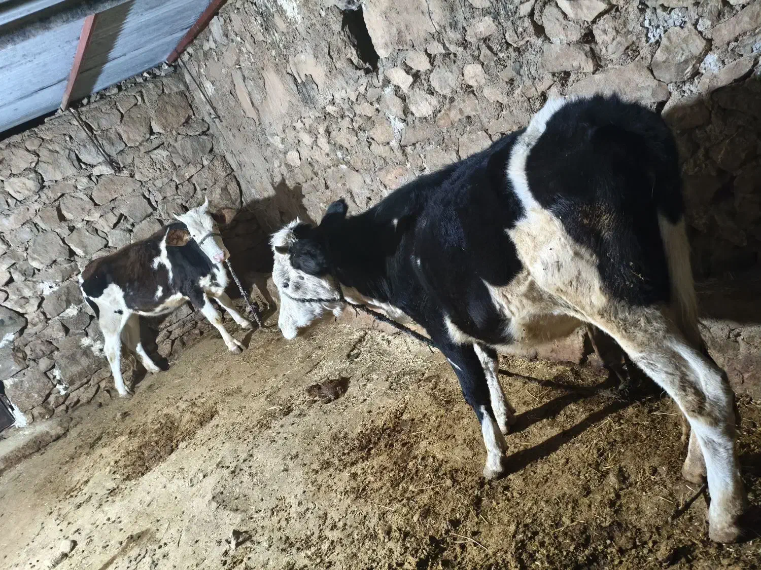 گوساله ماده سمینتال|حیوانات مزرعه|دهدشت, |دیوار