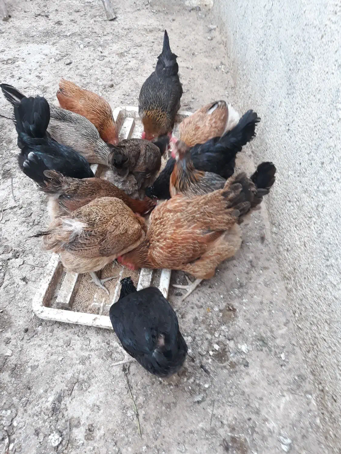 مرغ محلی|حیوانات مزرعه|اهرم, |دیوار