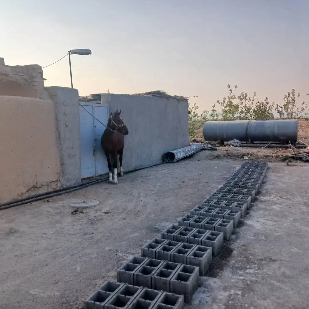 اسب نریون|اسب و تجهیزات اسبسواری|فسا, |دیوار