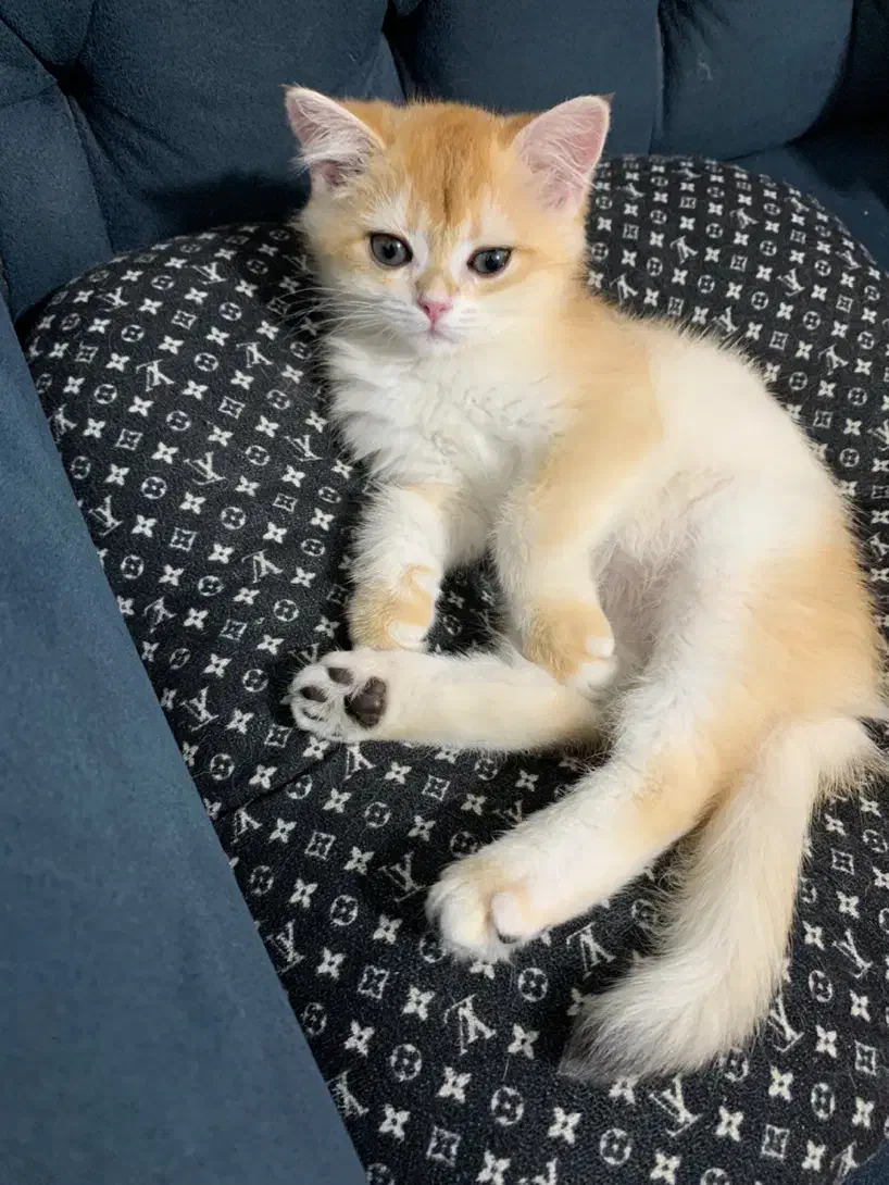 بریتیش گلد|گربه|شهر ری, دیلمان|دیوار