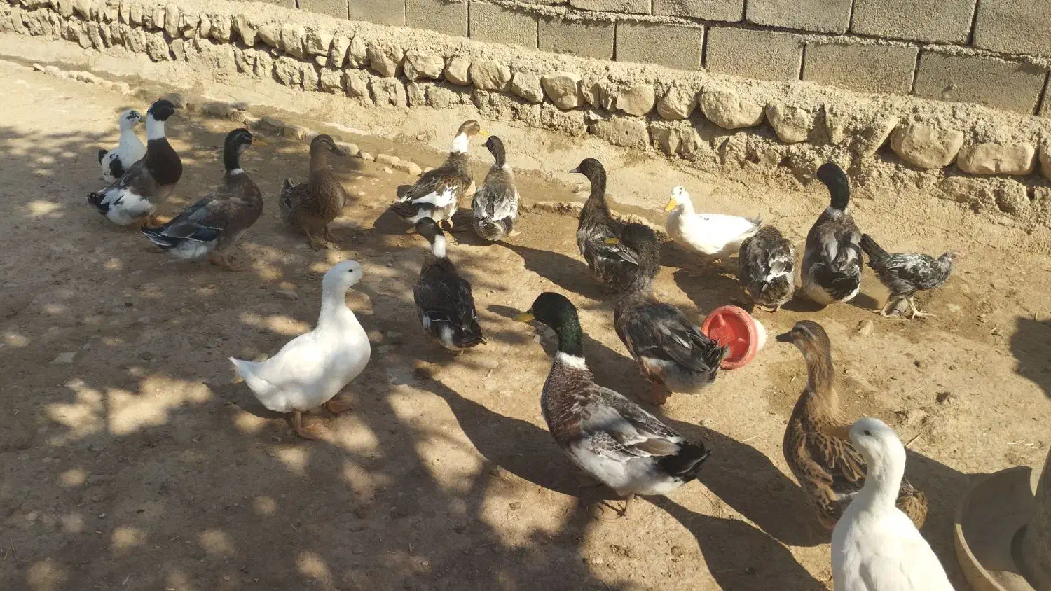 سلام غاز دورگه اردک یه عدد 400 خروس دورگه سرحال|حیوانات مزرعه|چگنی, |دیوار