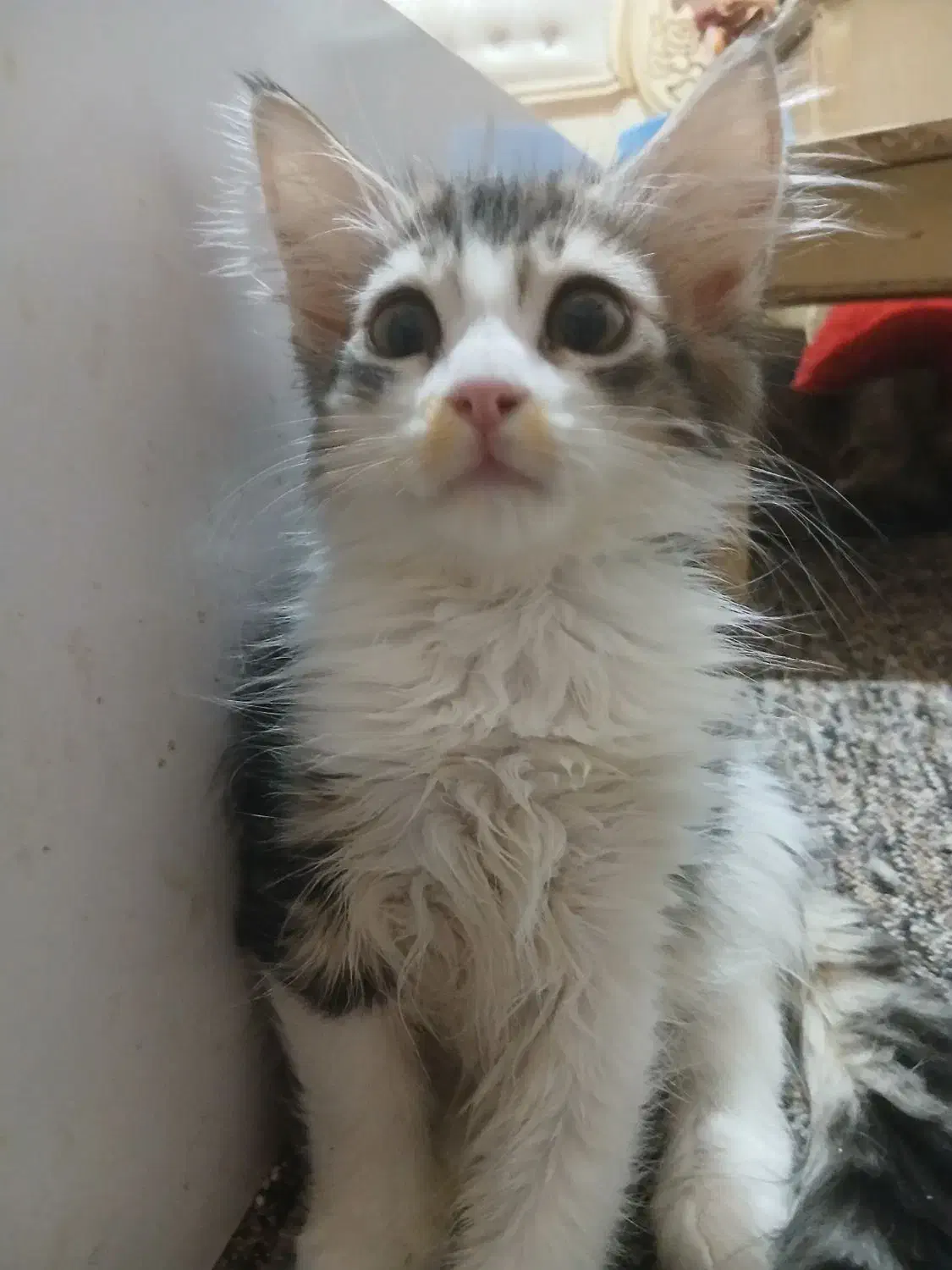 واگذاری فوری،گربه های نژاددارواصیل|گربه|اهواز, کوی جانبازان(دانش)|دیوار