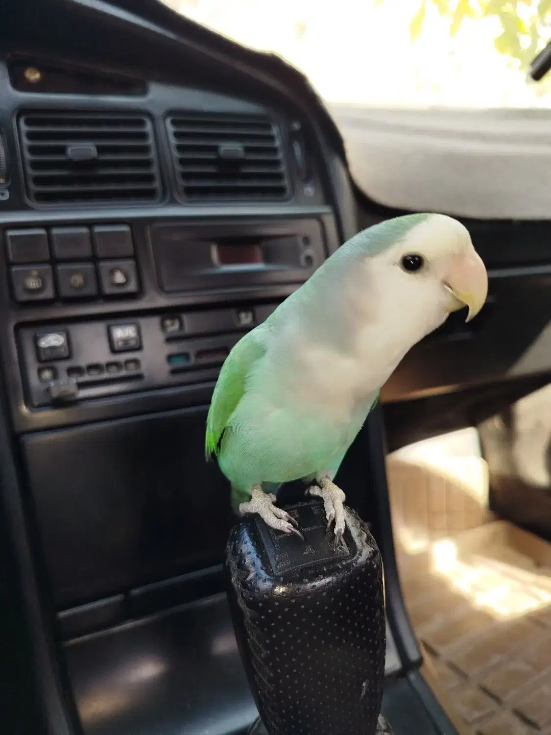 طوطی برزیلی (توضیحات آگهی)|پرنده|بوکان, |دیوار