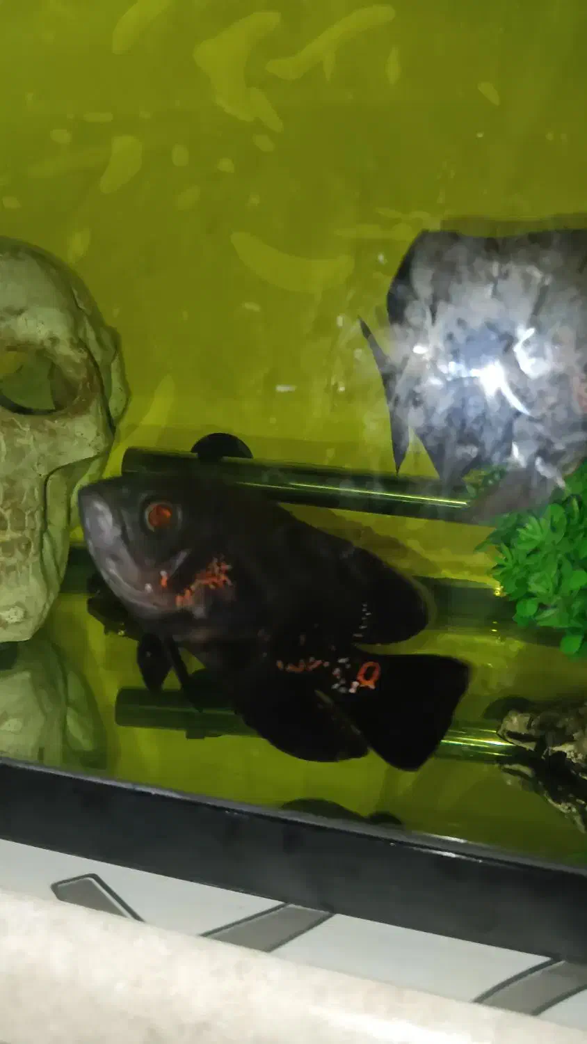 اکواریوم ماهی اسکار  و لوازم|ماهی|چهاردانگه (تهران), |دیوار