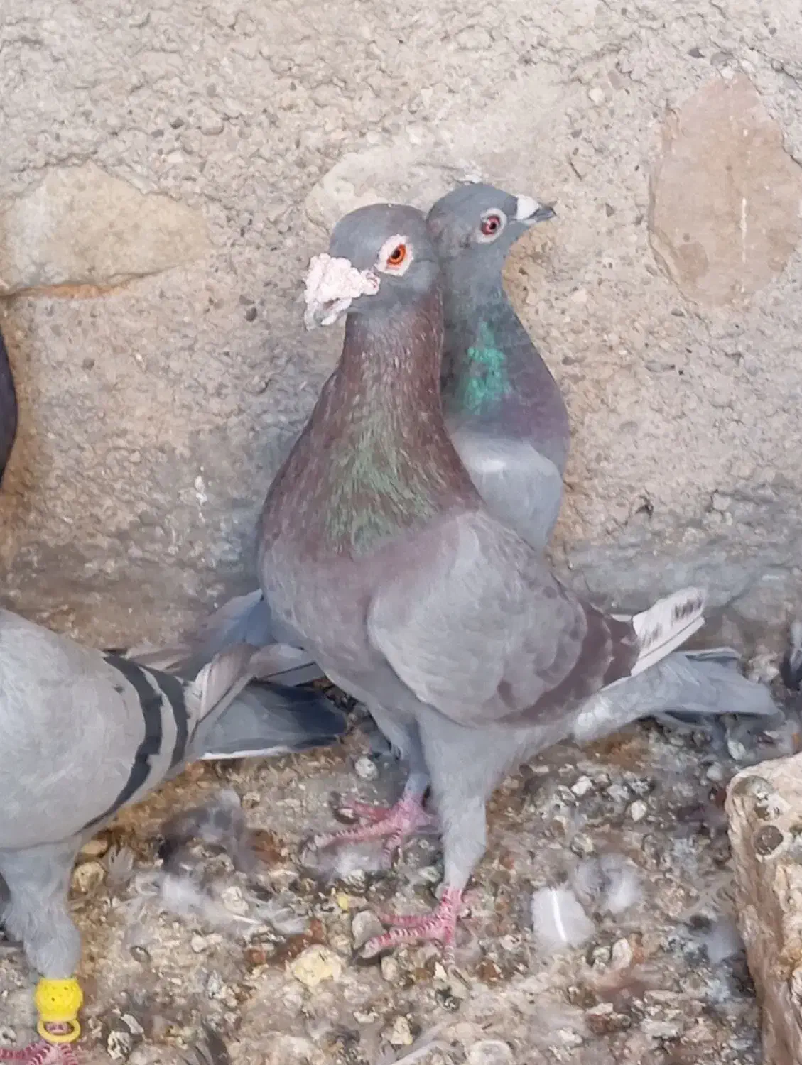 کبوتر بابته|پرنده|کوه چنار, |دیوار