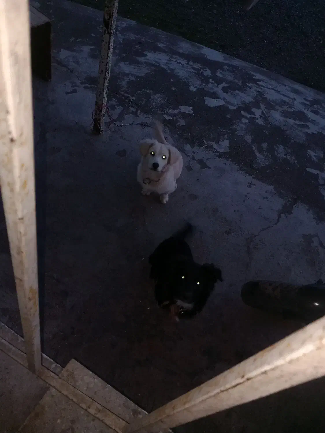 سگ تریر اشپیتز|سگ|بندر انزلی, طالب آباد|دیوار