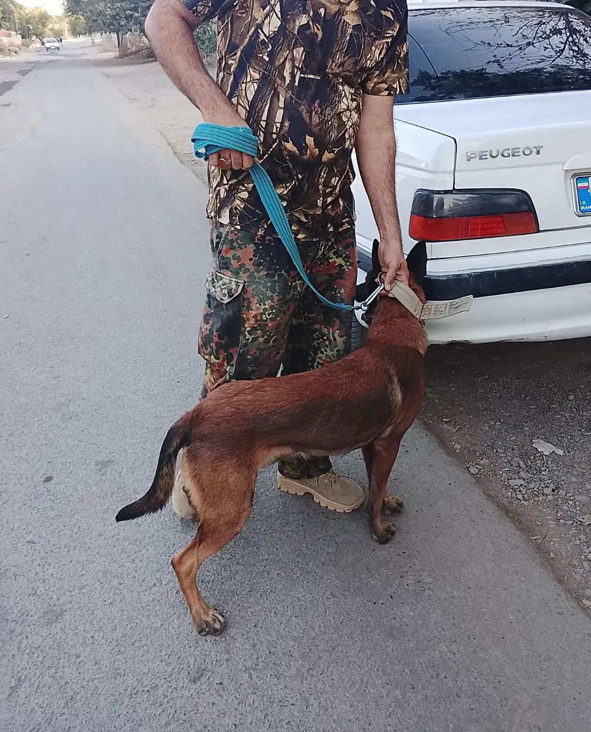 سگ تربیت شده باهوش|سگ|جیرفت, |دیوار