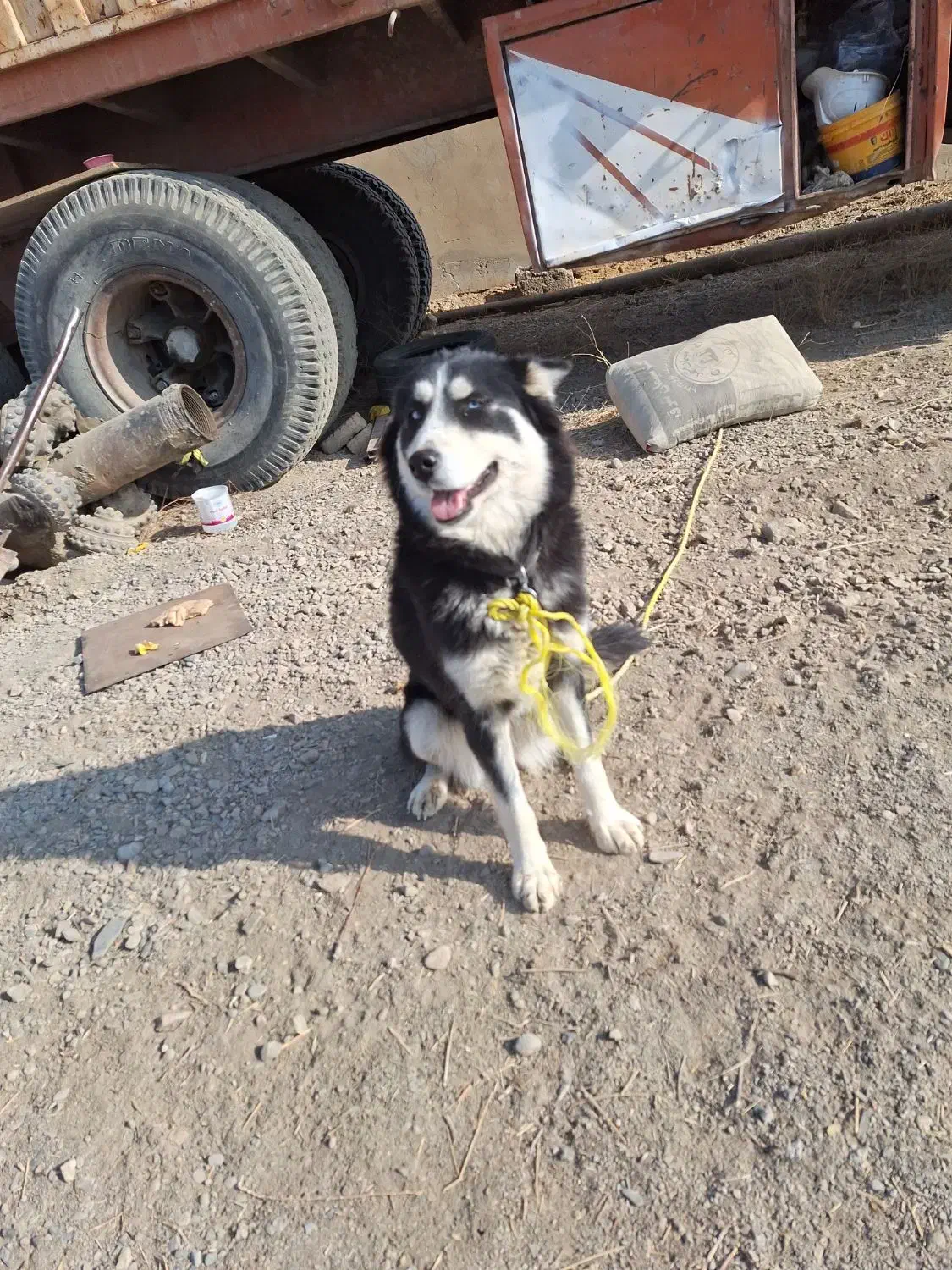 سگ هاسکی شیطون و بازیگوش|سگ|شاندیز, |دیوار