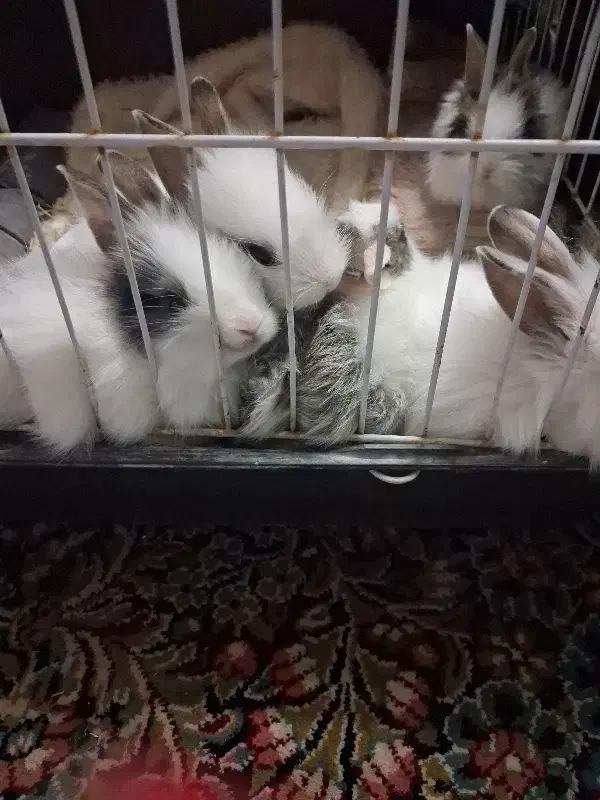 خرگوش|موش و خرگوش|تهران, راه آهن|دیوار