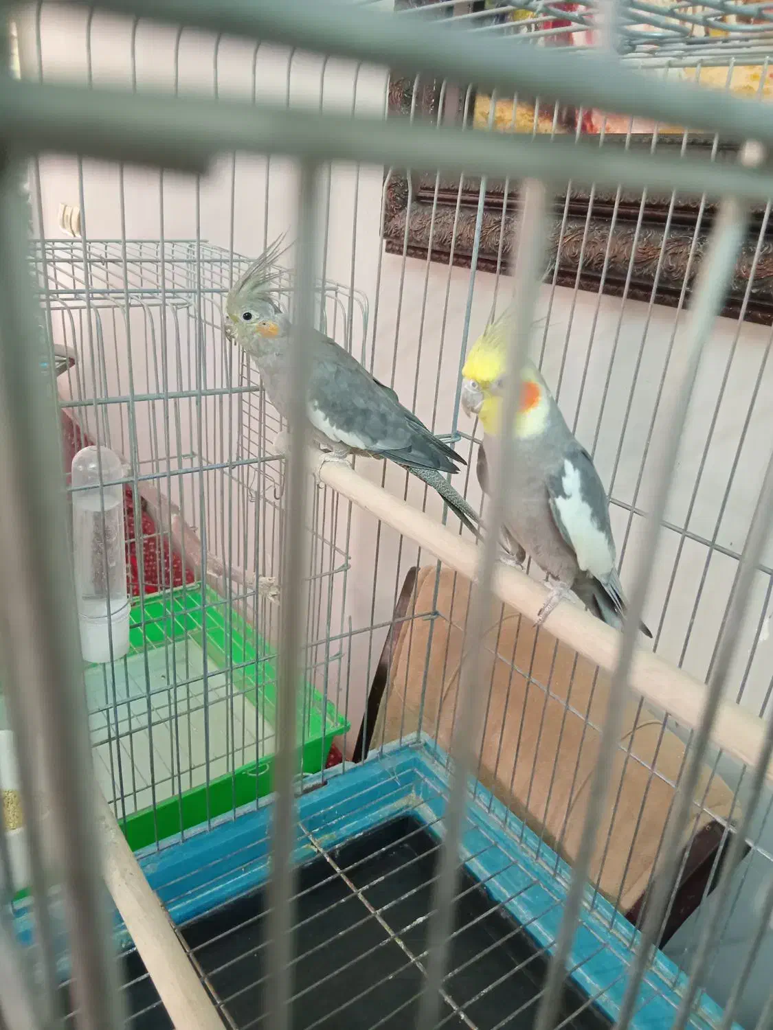 عروس هلندی مولد|پرنده|قزوین, |دیوار