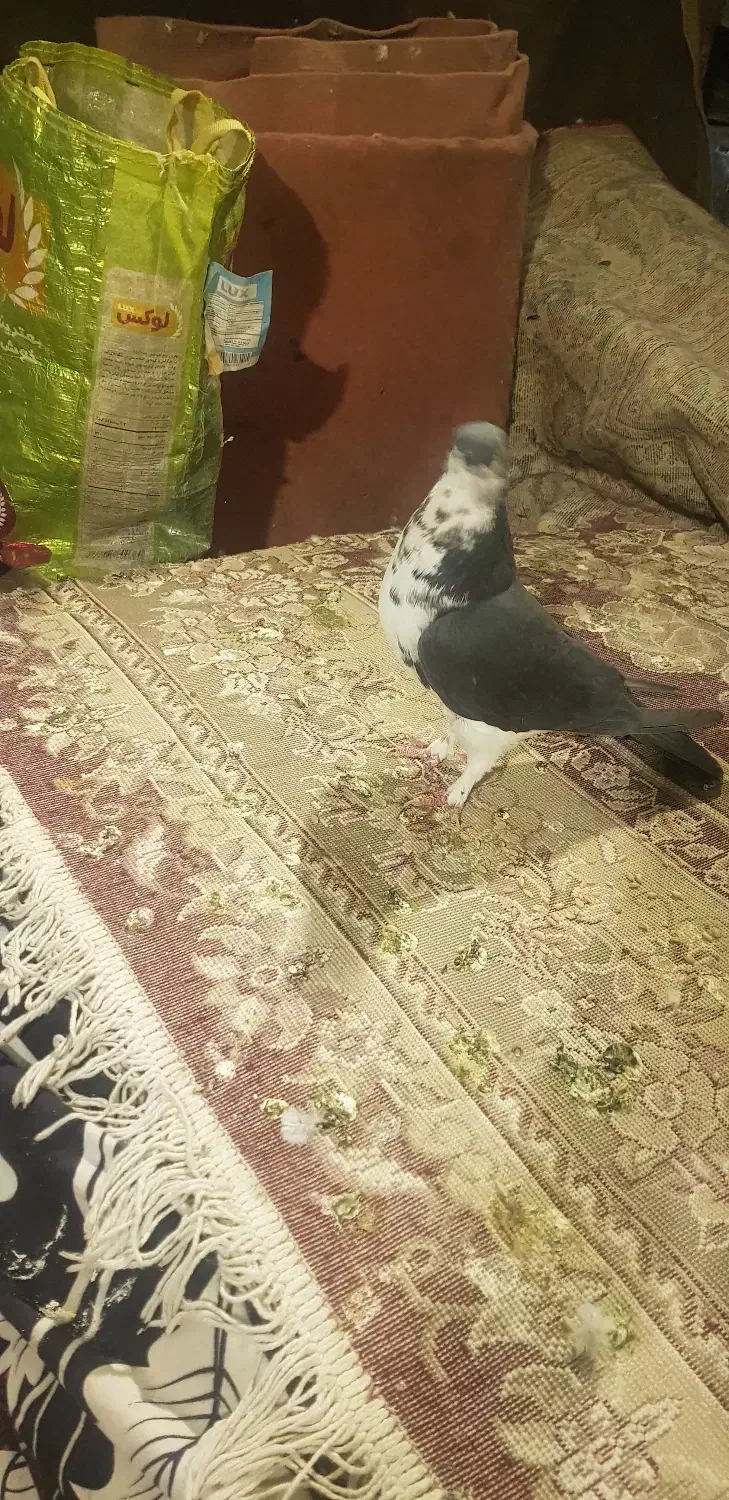 کبوتر جفتی نر وماده|پرنده|شیراز, حومه شیراز|دیوار