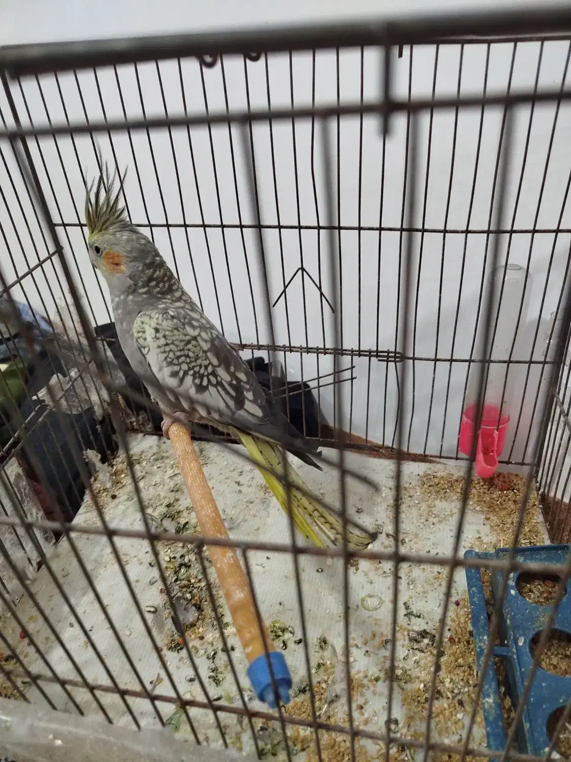 عروس هلندی|پرنده|اردبیل, |دیوار