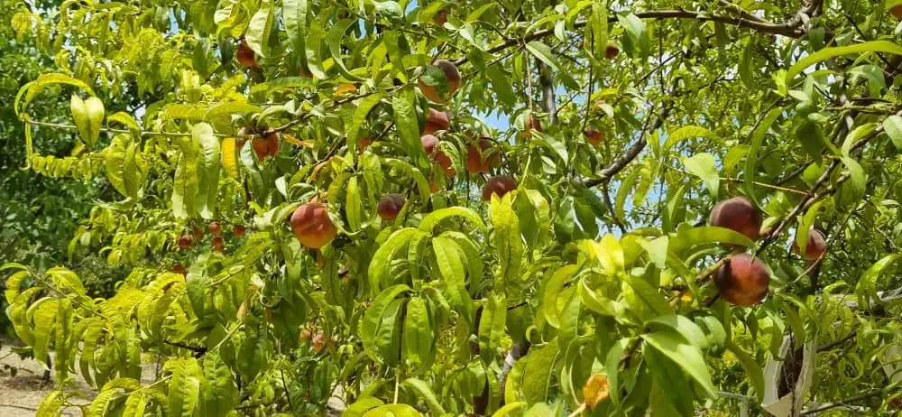 باغ کشاورزی ۵۰۰متری|فروش دفتر صنعتی، کشاورزی، تجاری|سامان, |دیوار