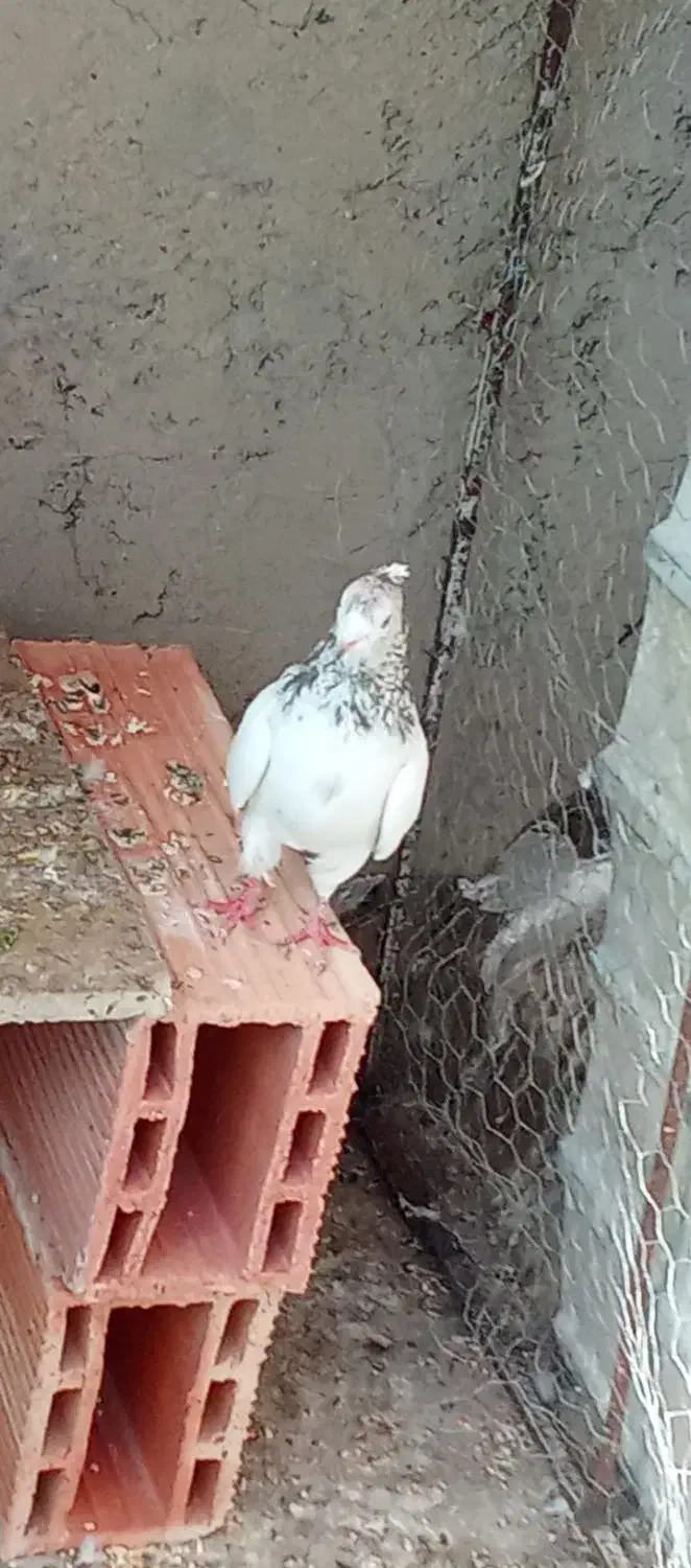 کبوتر سالم|پرنده|فرمهین, |دیوار