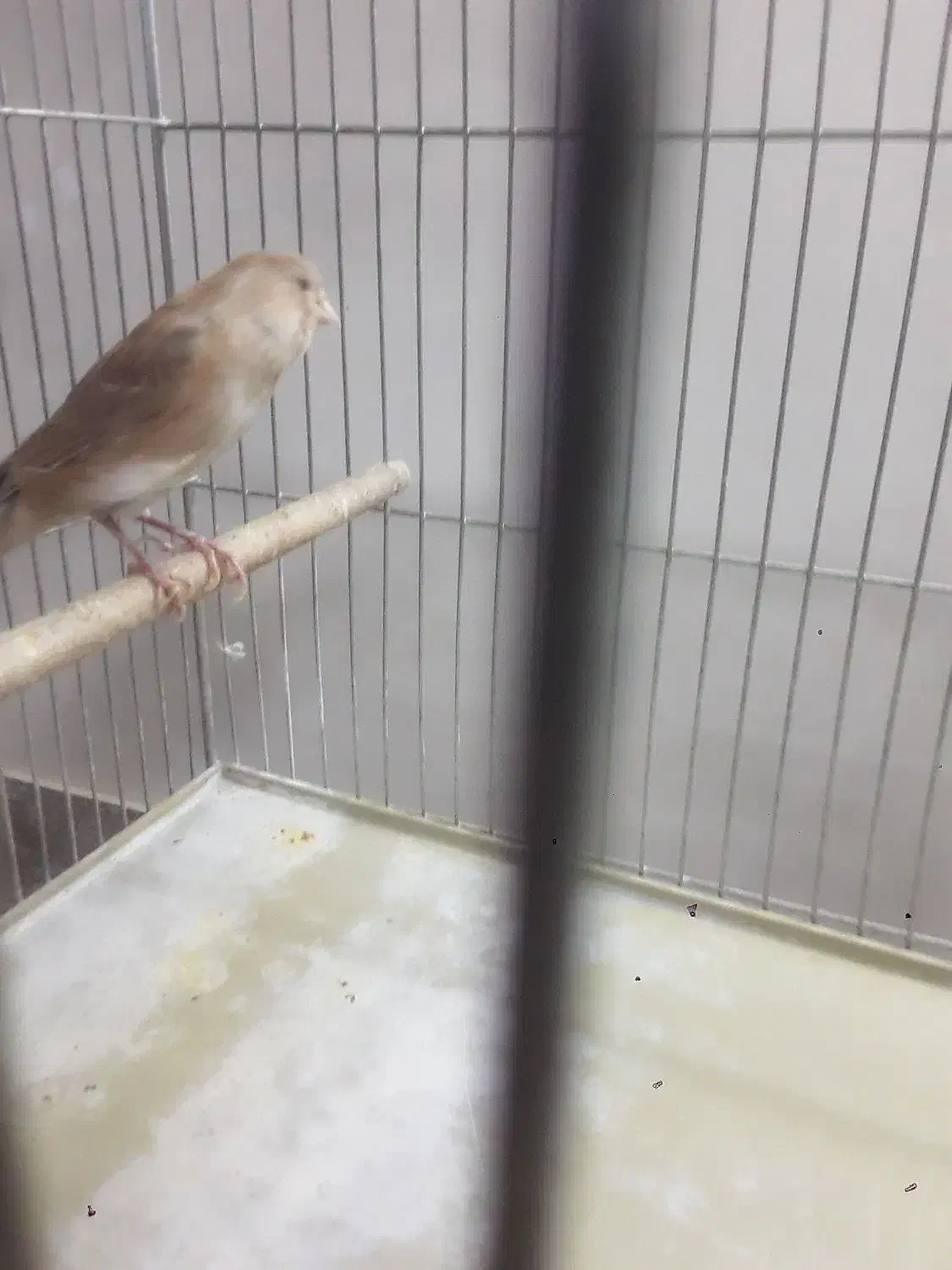 ماده قناری|پرنده|خمینی‌شهر, |دیوار