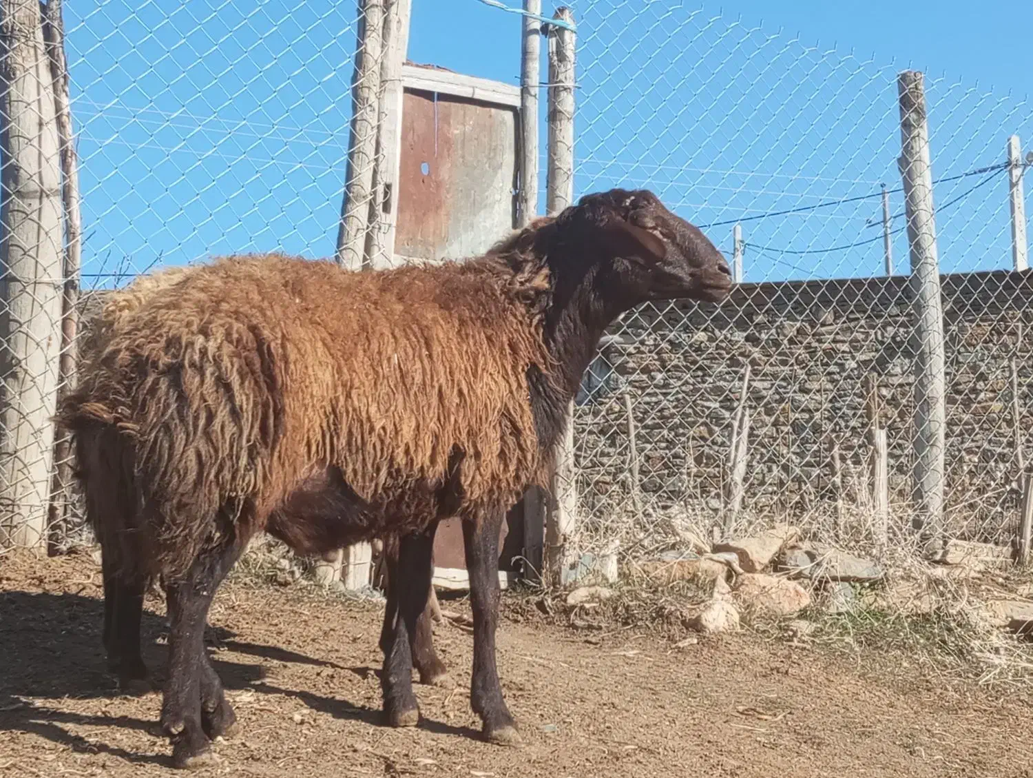 قوچ ترتمیز 4دندان سالم بدون عیب داشتی|حیوانات مزرعه|مریوان, |دیوار