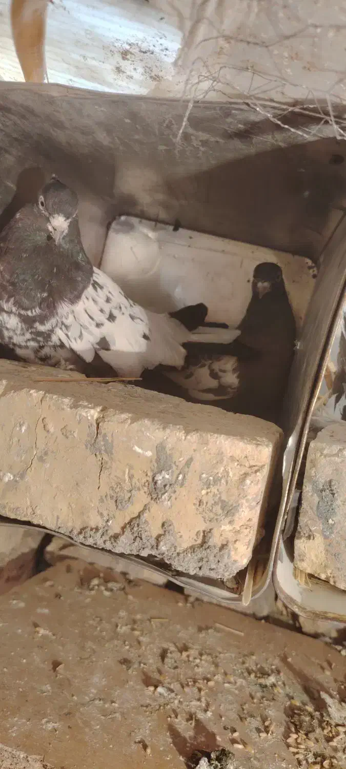 کفتر|پرنده|شهرضا, |دیوار