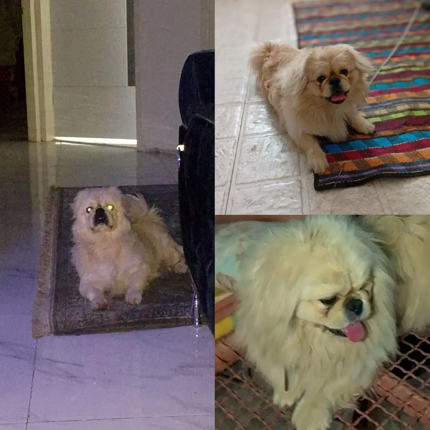 سگم گمشده|حیوانات|بم, |دیوار