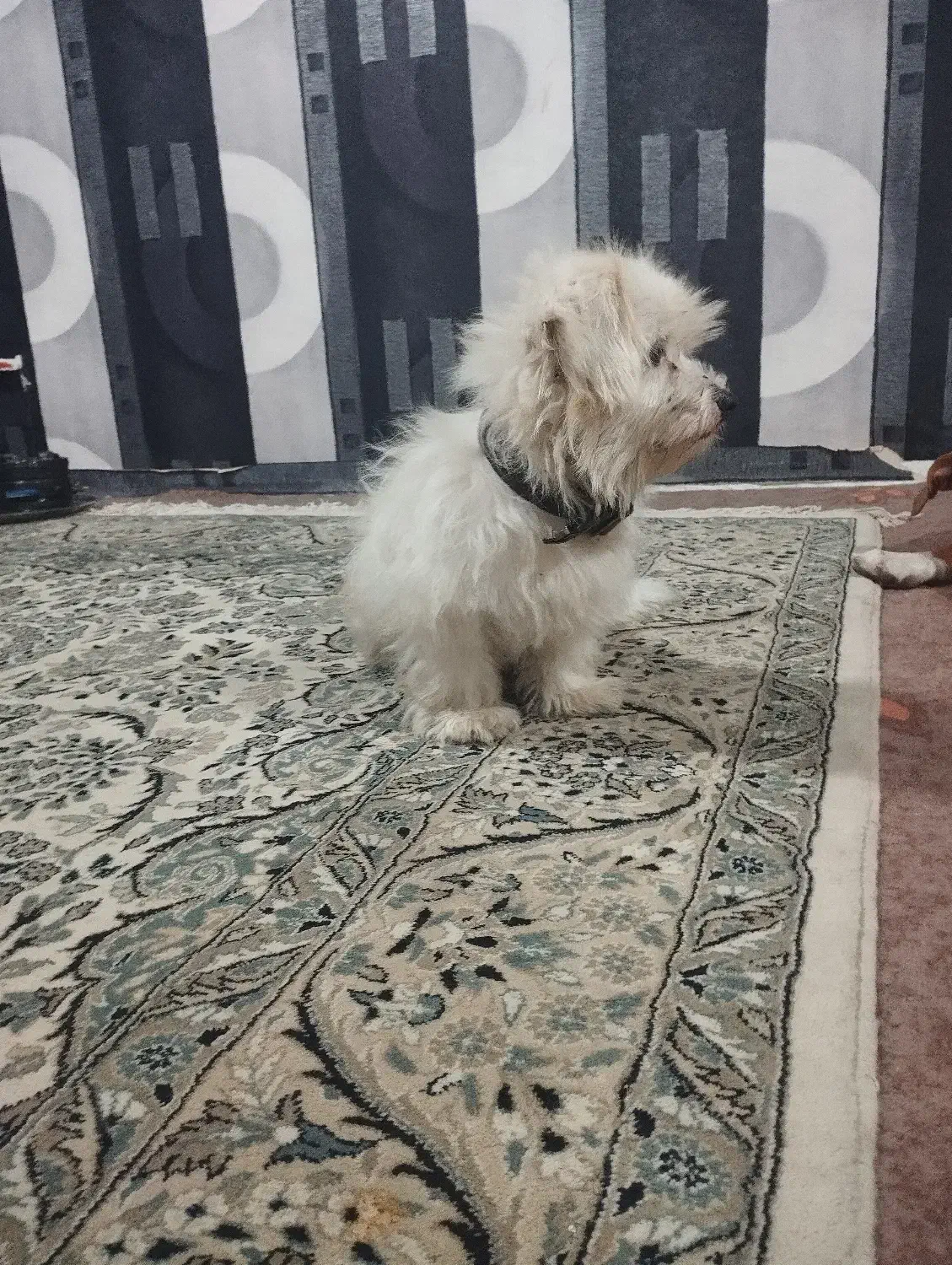 پیداشده|حیوانات|عباسآباد, |دیوار