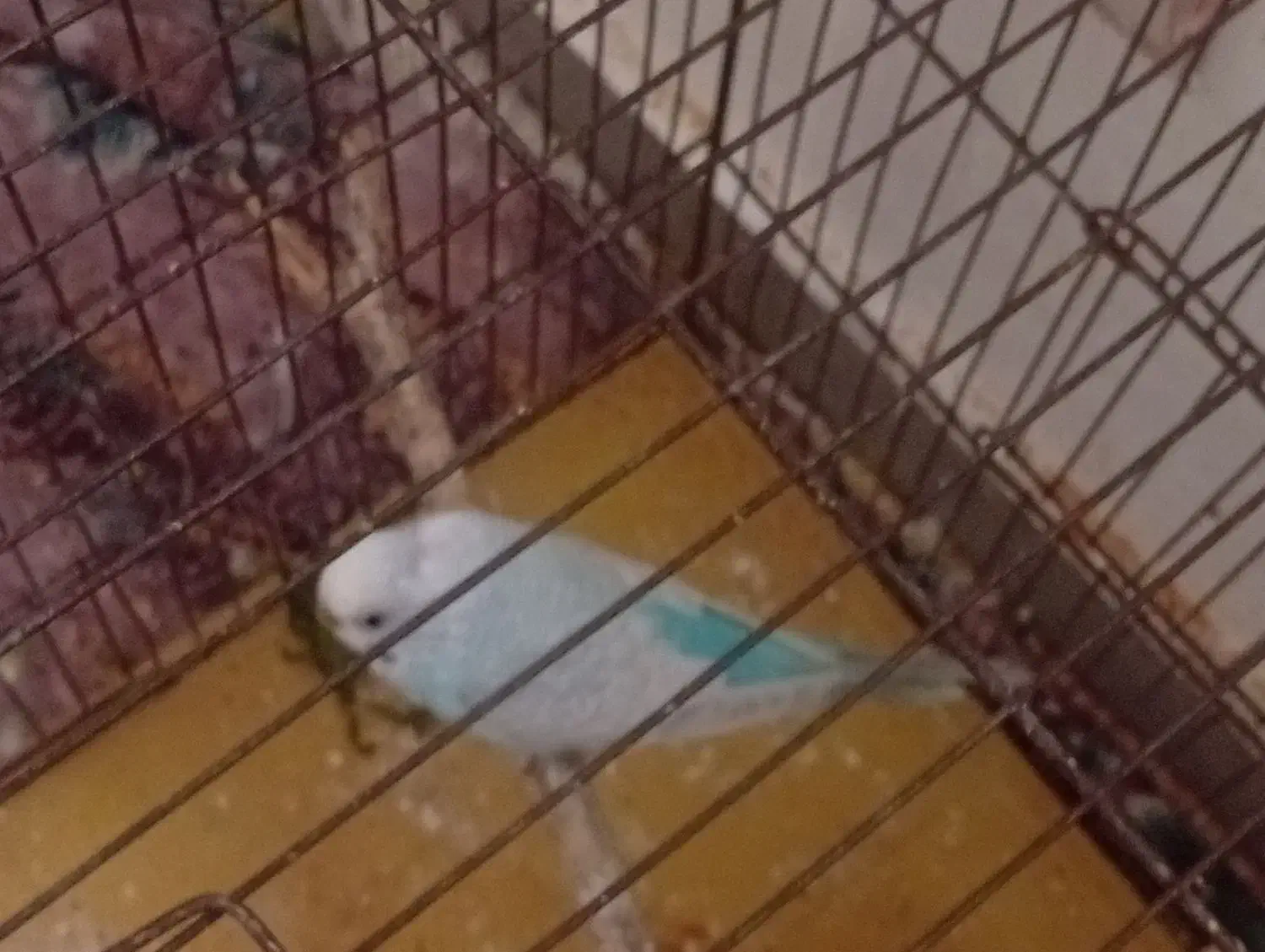 فروش یک عدد مرغ عشق نر نژاد دار مست|پرنده|مهدی شهر, |دیوار