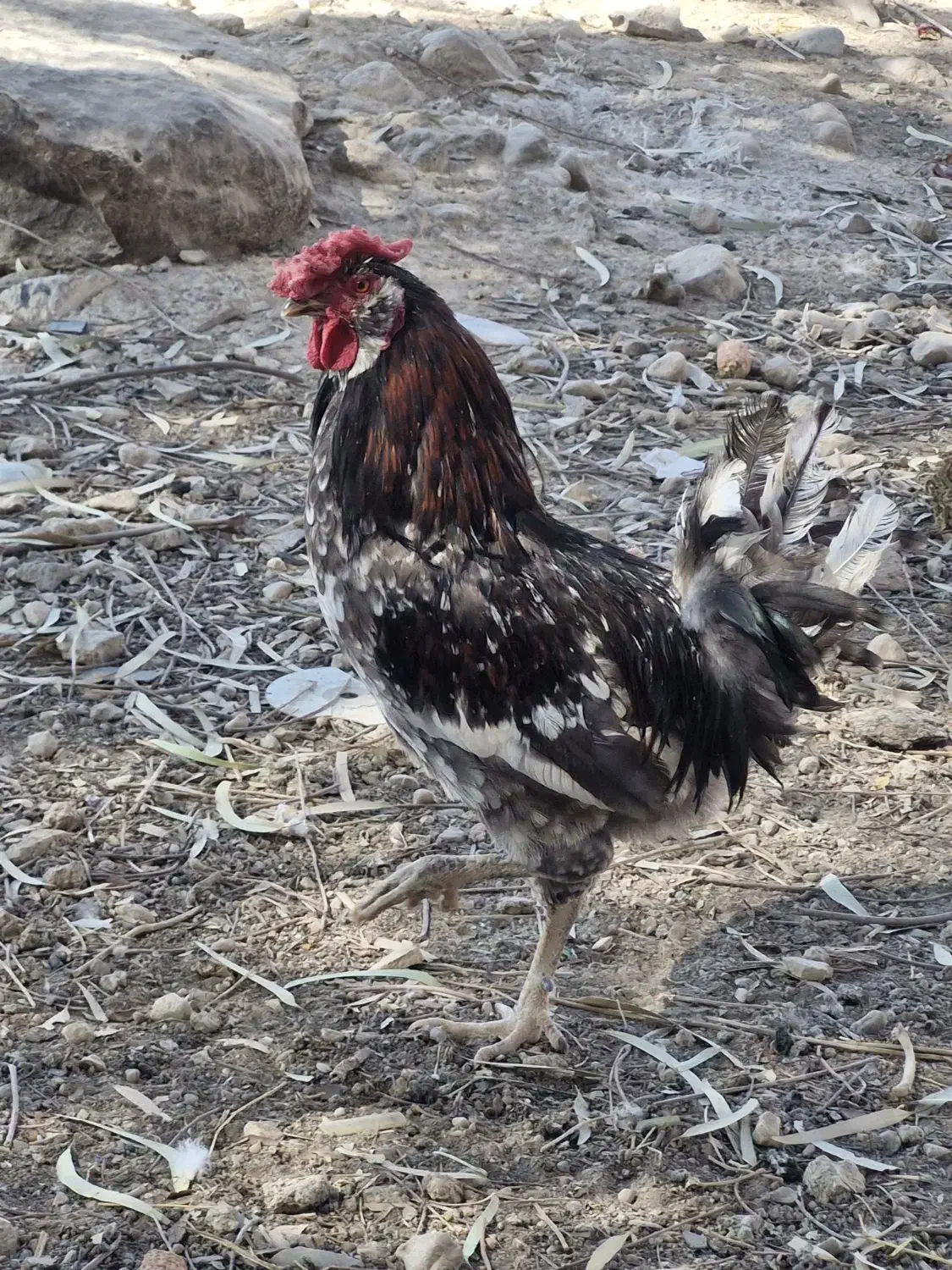 تخم مرغ گلین|حیوانات مزرعه|شیراز, شهرک بهار|دیوار