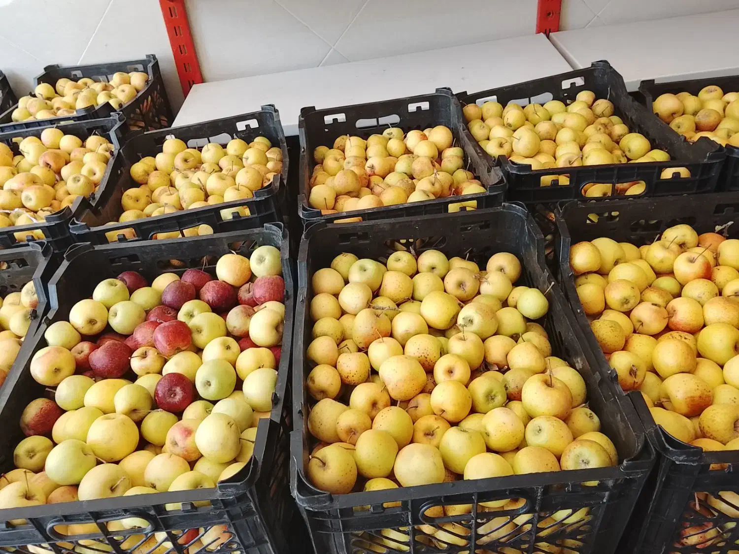 سیب ابگیری|خوردنی و آشامیدنی|قم, شهر قائم|دیوار