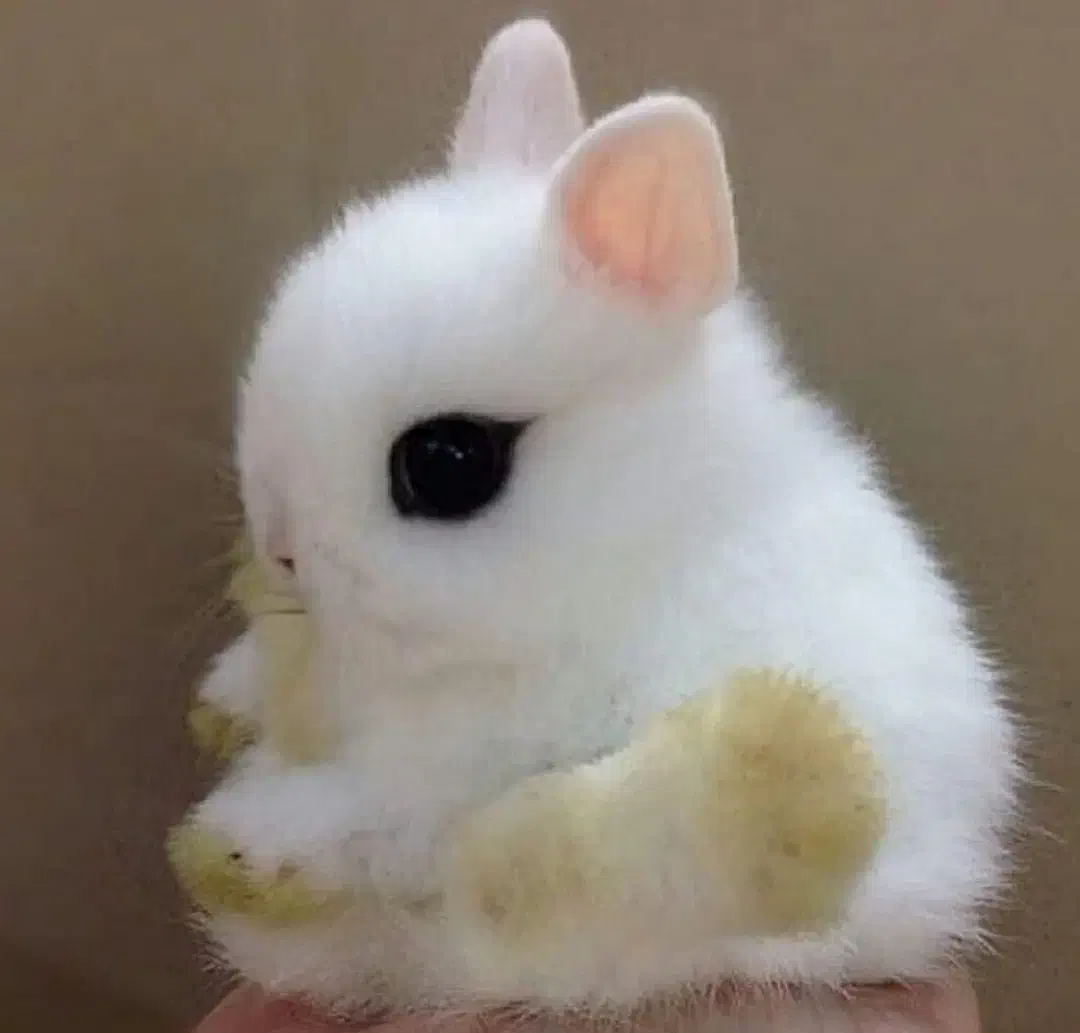 چشم اشکی اندازه کف دست|موش و خرگوش|اصفهان, احمدآباد|دیوار