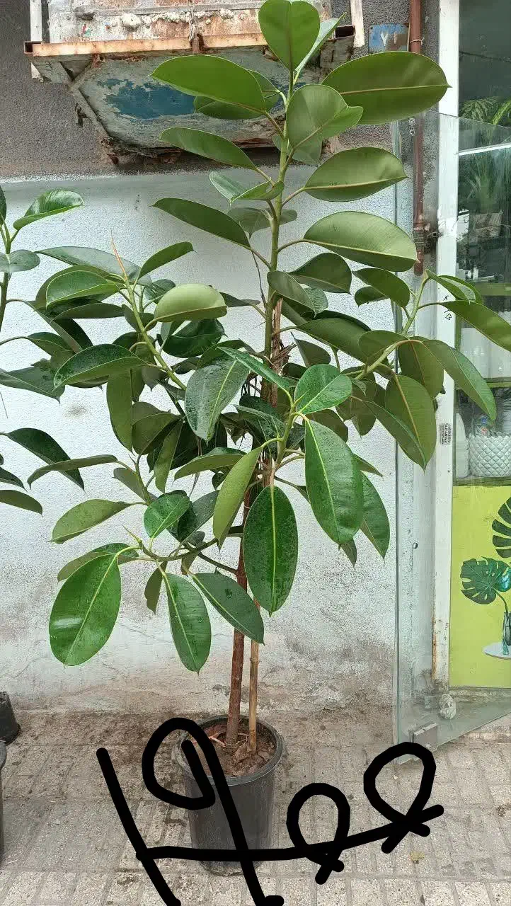 پخش گل ویژه روز مادر آگلونما پتوس|گل مصنوعی|مشهد, حیدرآباد|دیوار