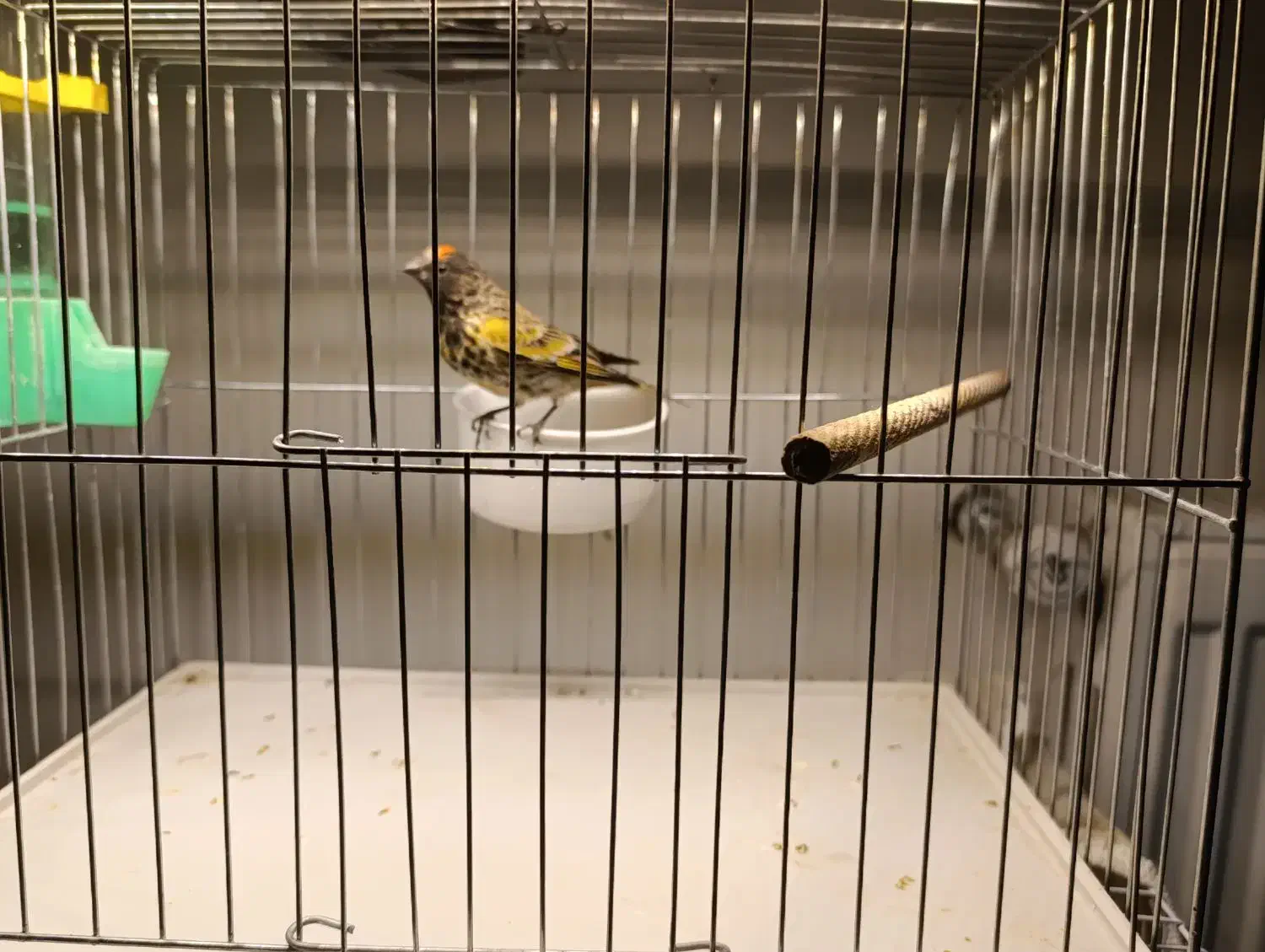 حراج بخون|حراج|زرند, |دیوار