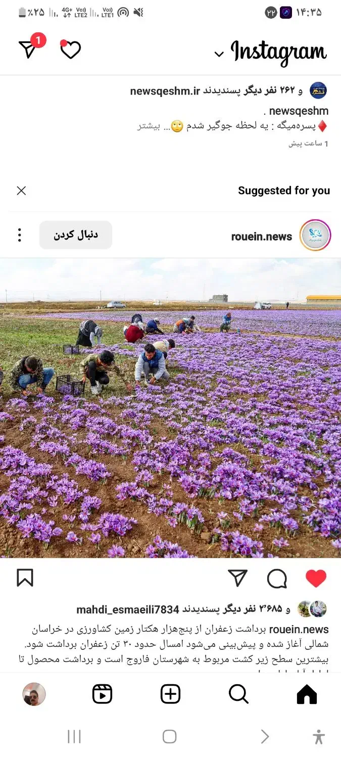 گل زعفران پاک میکنیم|خدمات باغبانی و درختکاری|نیشابور, خط کاشمر|دیوار