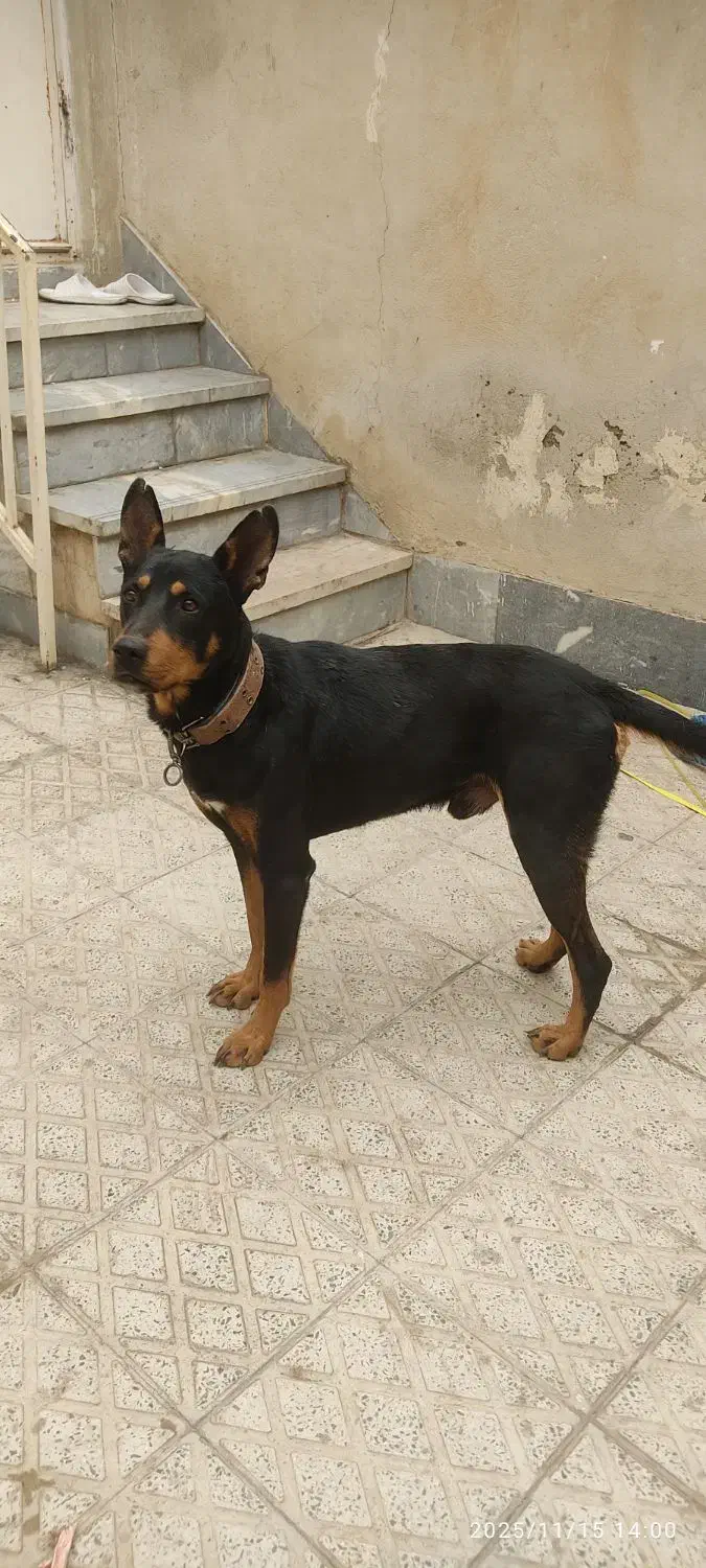 سگ دوبرمن نر|سگ|فردیس, داوری|دیوار