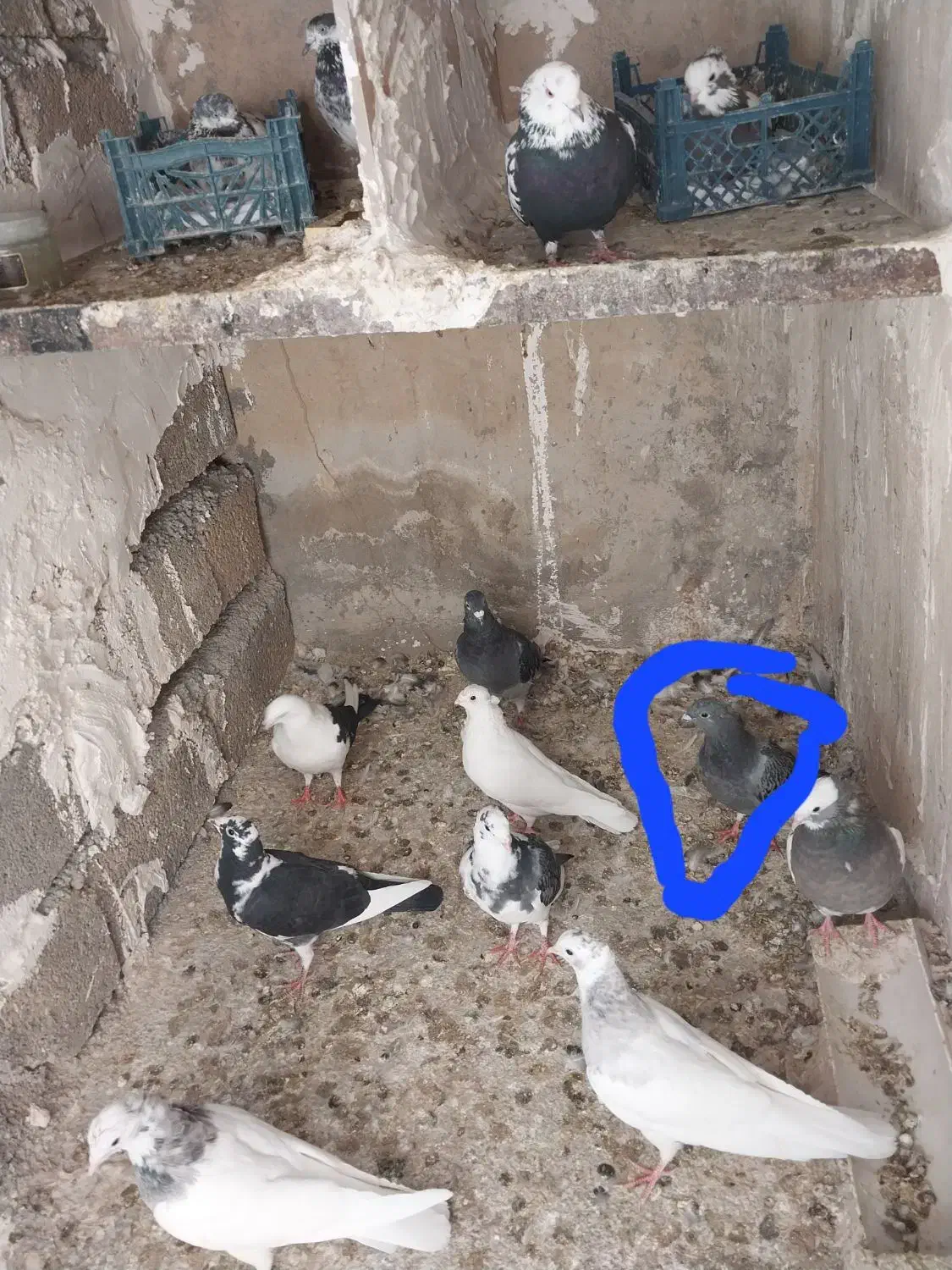 کبوتر|پرنده|ایوان, |دیوار