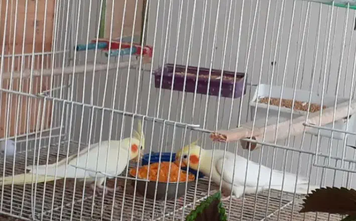 پرنده طوطی عروس|پرنده|سورک, |دیوار