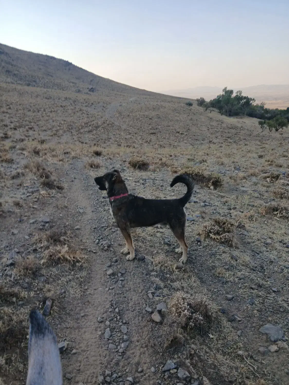 سگ گم شده|سگ|بهار, |دیوار