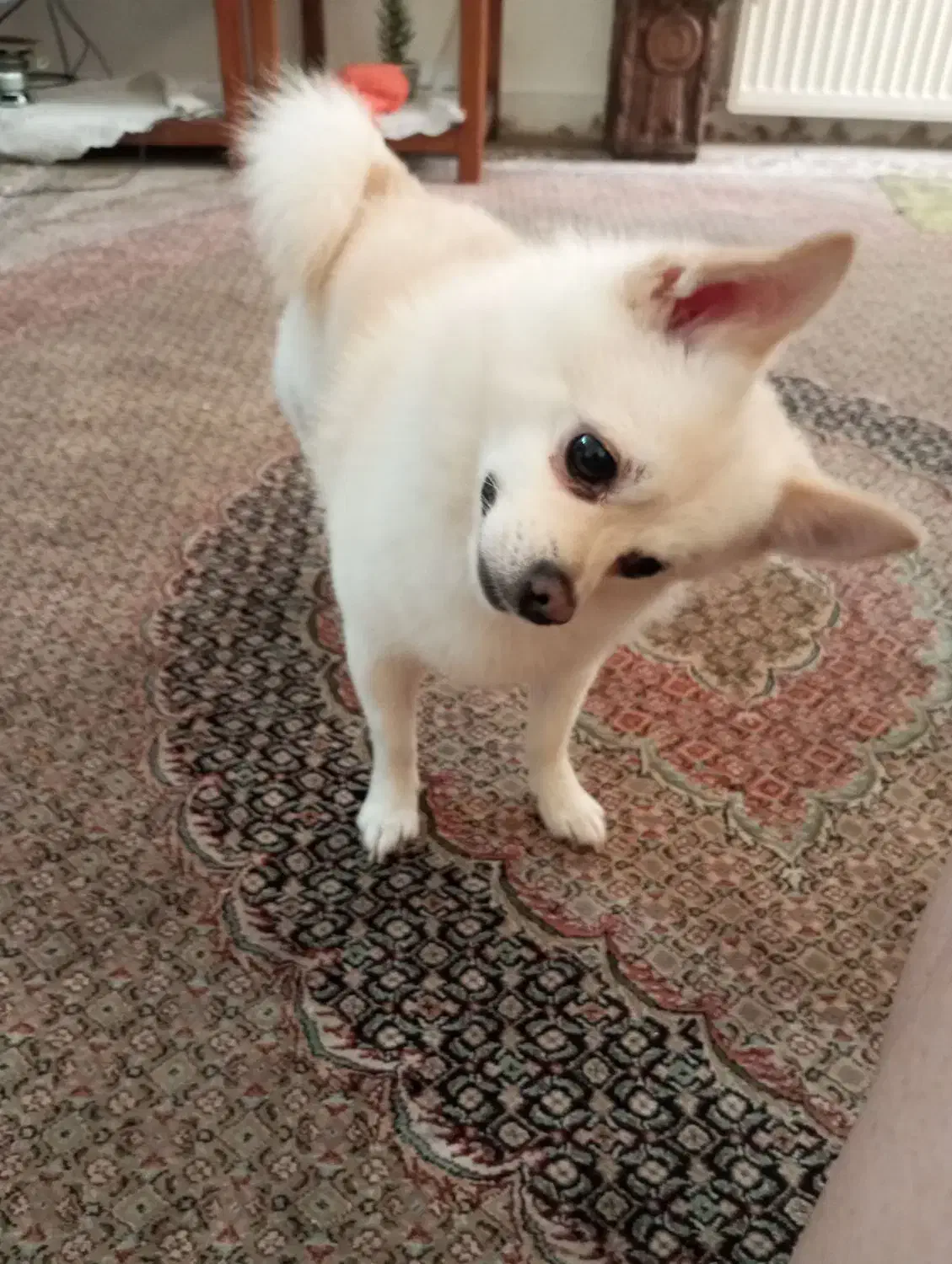 سگ پامر روباهی|سگ|بجنورد, |دیوار