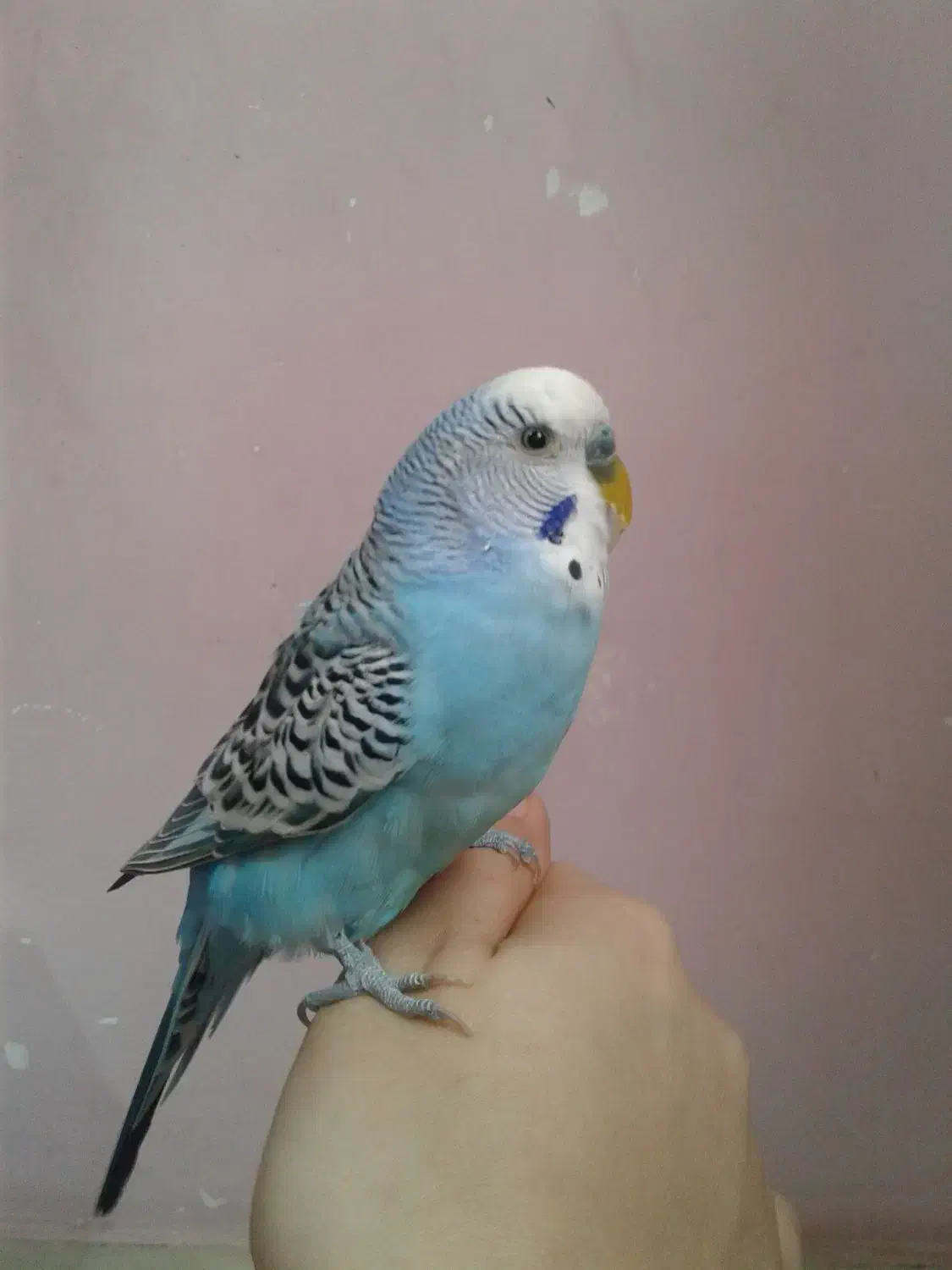 مرغ عشق نر  خاص|پرنده|پاکدشت, پاکدشت (مامازند)|دیوار