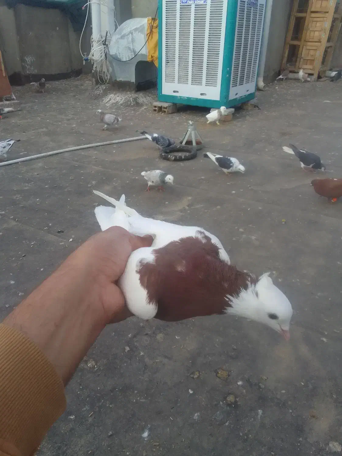 طوقی|پرنده|نیشابور, مازول|دیوار