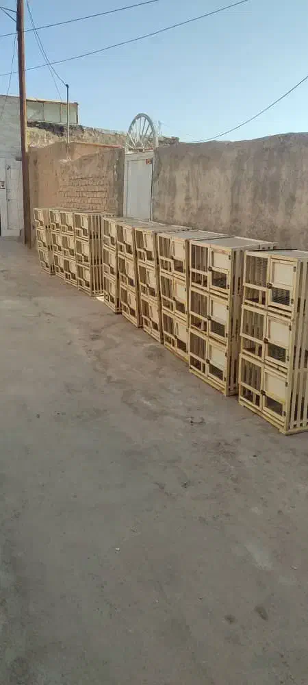 قفس جفتگاه|لوازم جانبی حیوانات|داراب, |دیوار