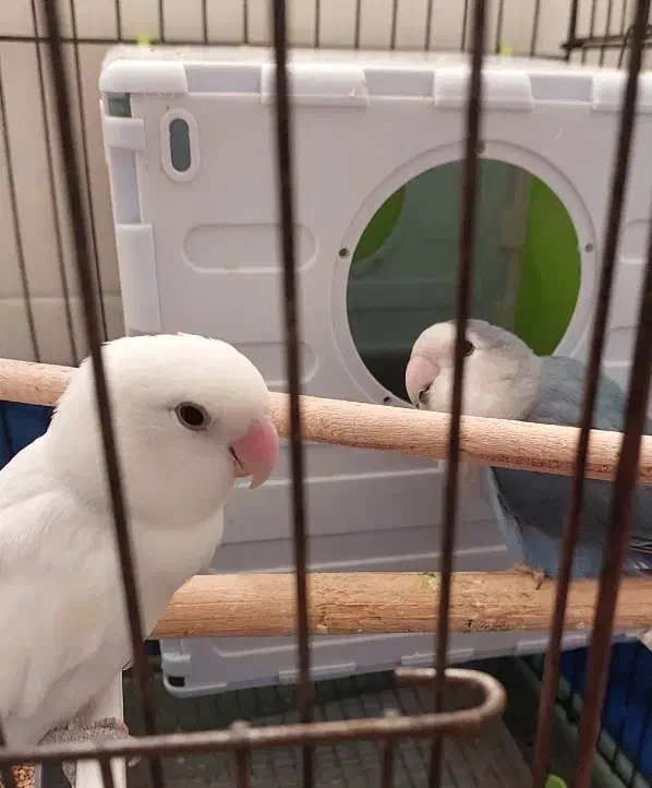 گمشده کوتوله برزیلی|حیوانات|بندرعباس, |دیوار