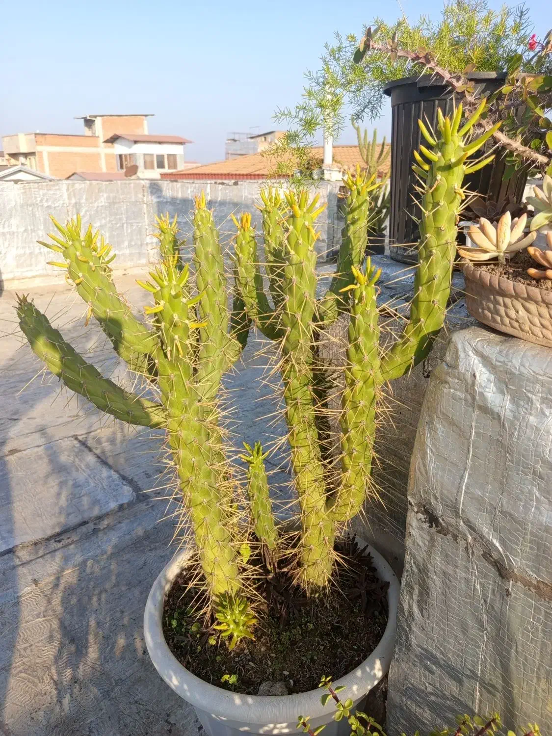 فروش گل های باغچه ای زیبا|گل و گیاه طبیعی|بابل, |دیوار