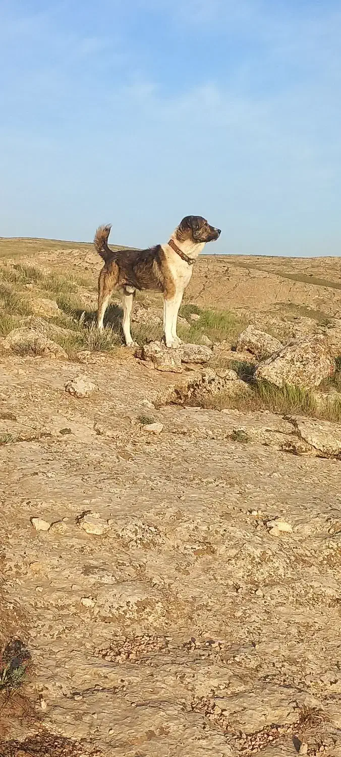 سگ گله ونگهبان بشرط|سگ|پیشخور, |دیوار