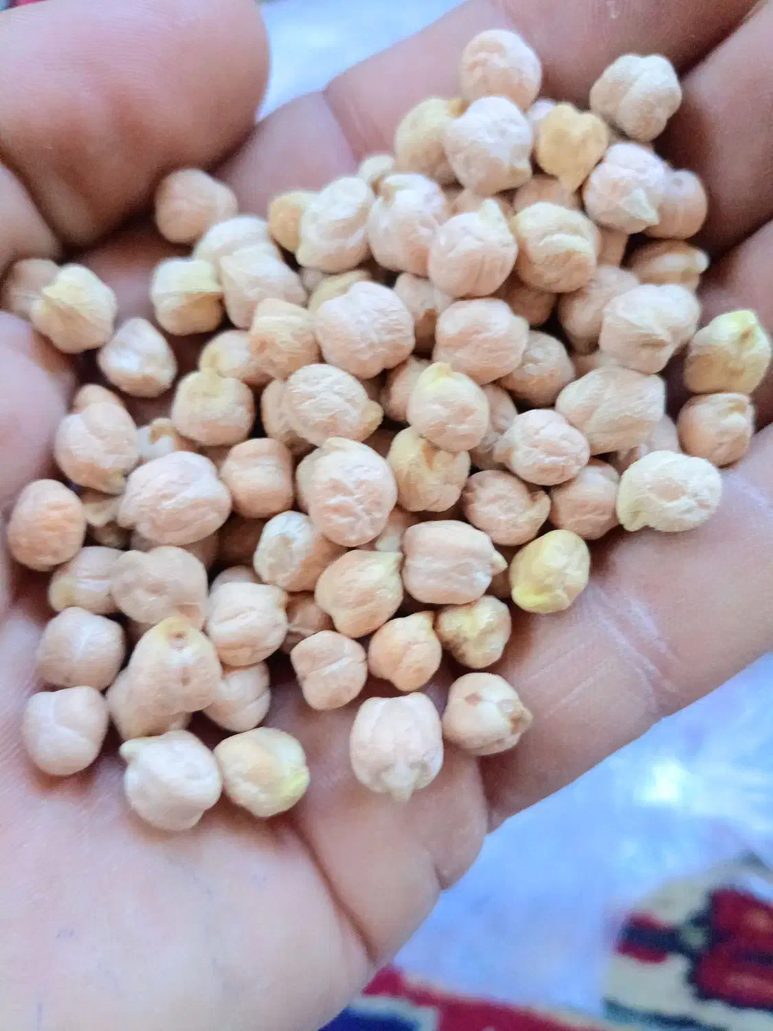 نخود سفید هشترود لب لبی هستش|عمده‌فروشی|نظر کهریزی, |دیوار