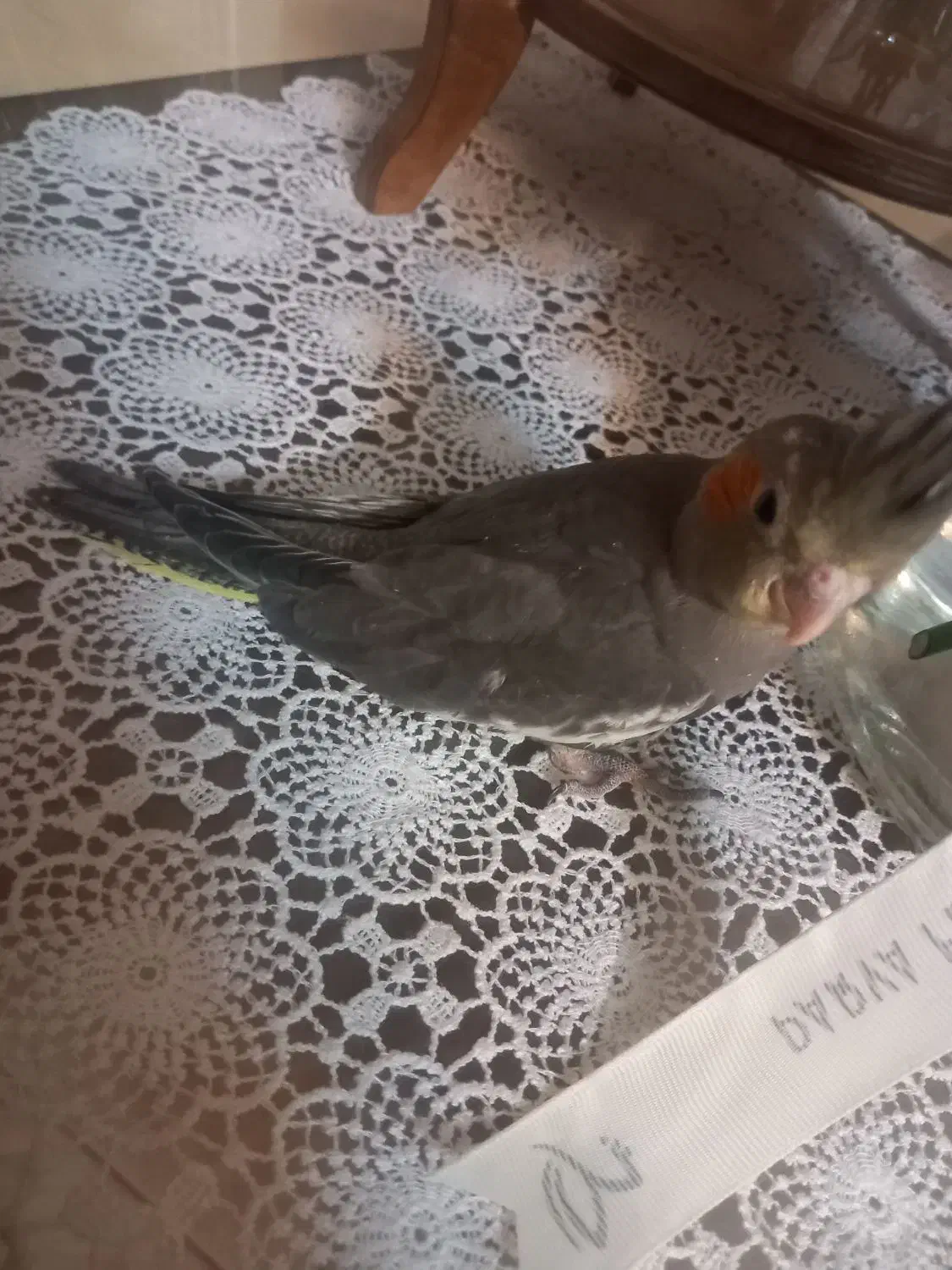 عروس هلندی|پرنده|اصفهان, طامه|دیوار