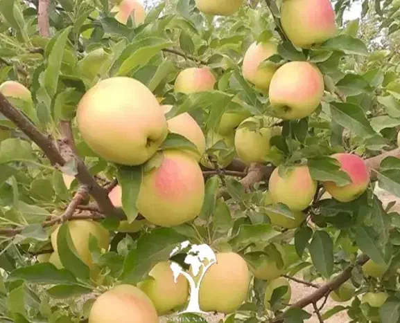 فروش نهال سیب ۲ ساله|حراج|مراغه, |دیوار