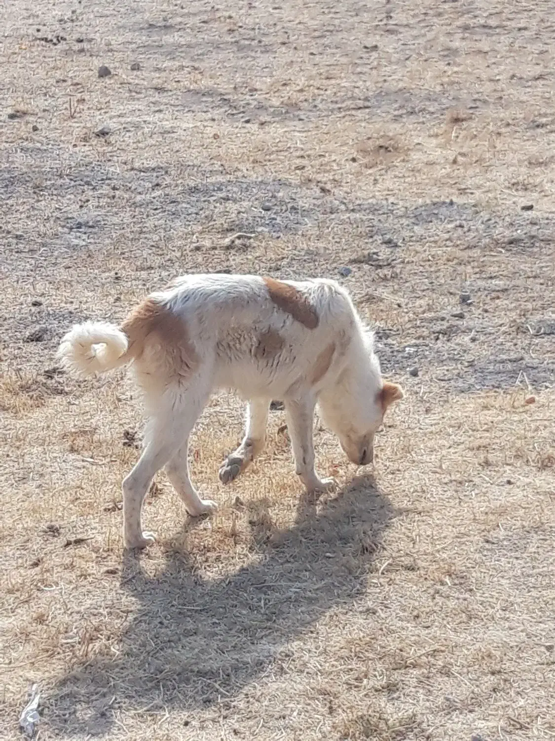 توله سرابی ۴نیم ماهه|سگ|باسمنج, |دیوار