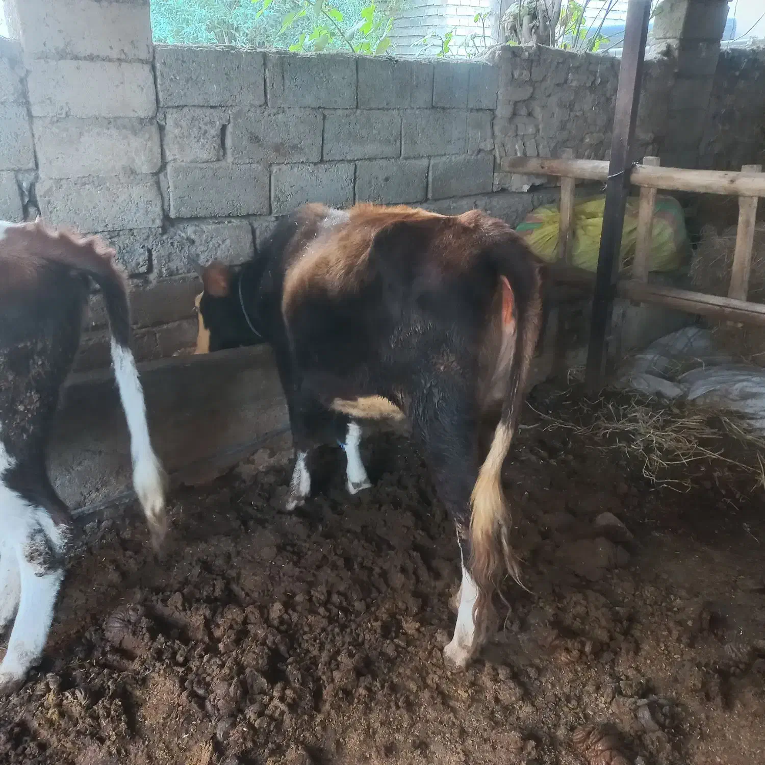 تلی گوساله  نزاییده دورگ سیمینتال خوش خوراک|حیوانات مزرعه|گنبد کاووس, |دیوار