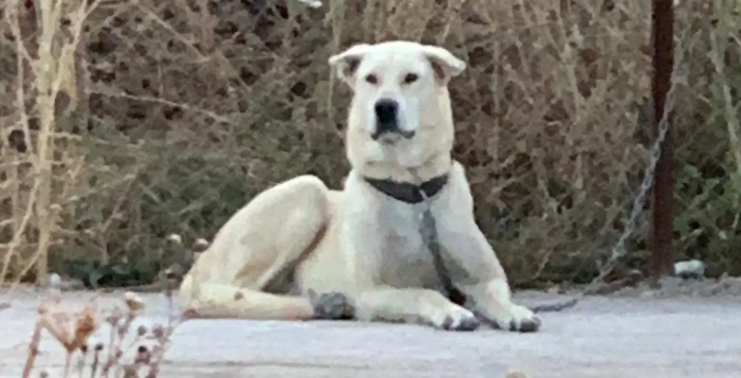 جفتگیری با سگ نر|سگ|ماکو, |دیوار