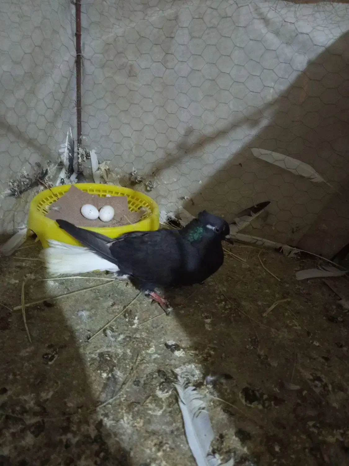 دم سفید ۱۶ دم|پرنده|مینودشت, |دیوار